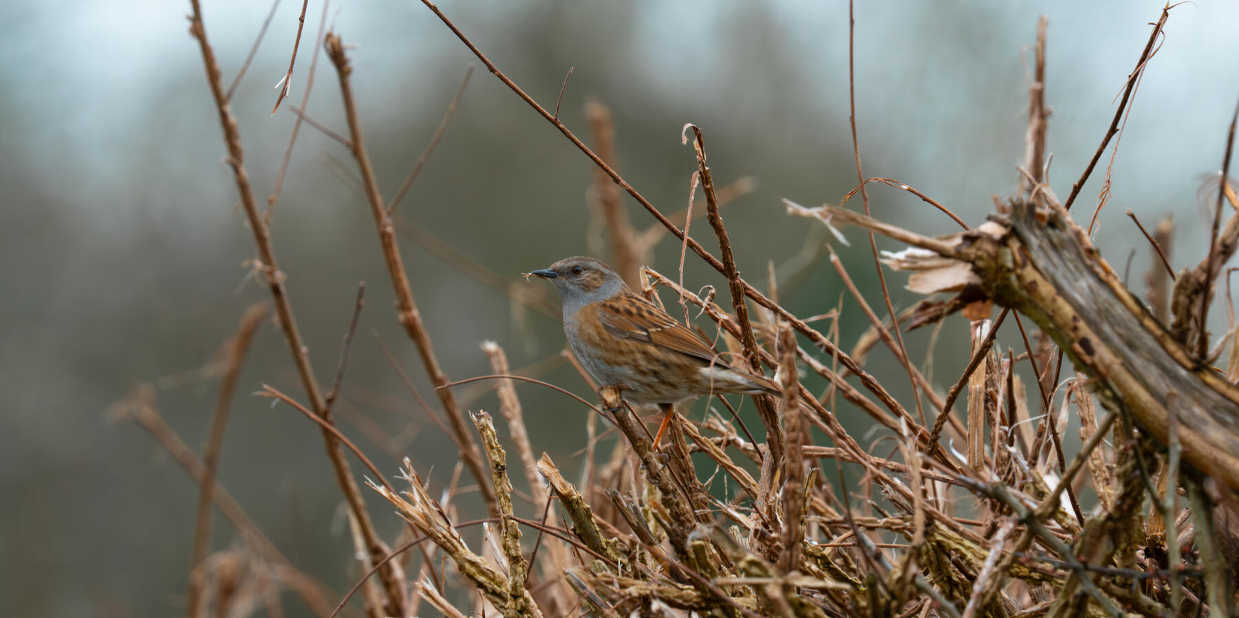 Maidenhead, Sony A7RII & Sony 200-600mm GM