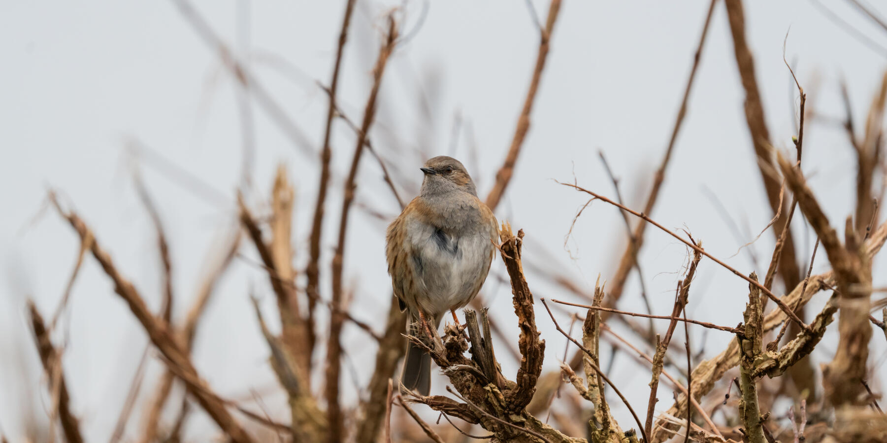 Maidenhead, Sony A7RII &amp; Sony 200-600mm GM