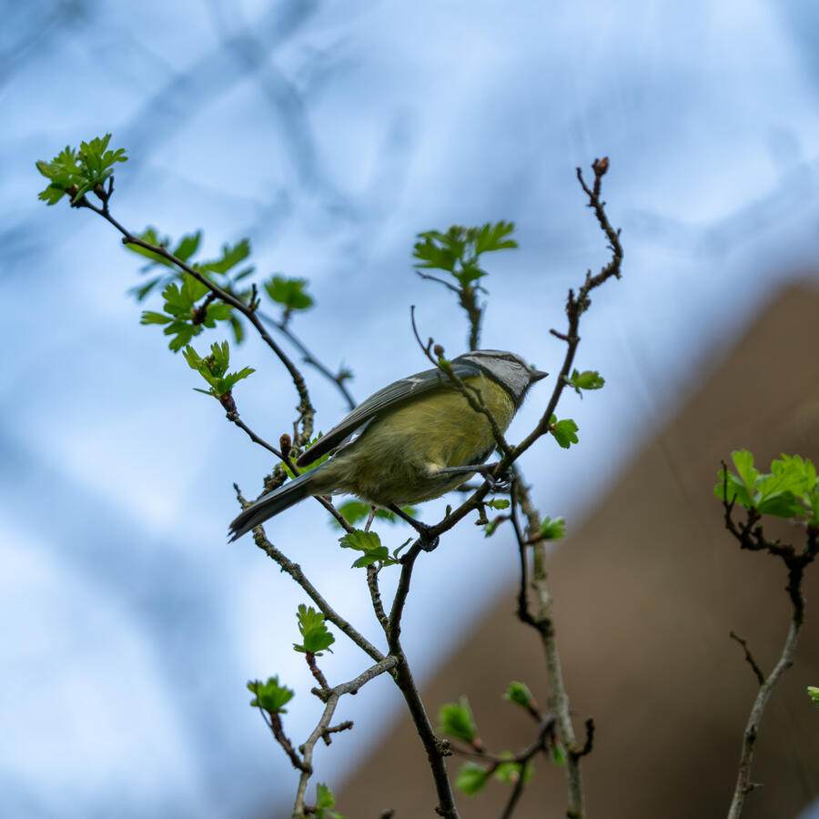 Maidenhead, Sony A7RII &amp; Sony 200-600mm GM