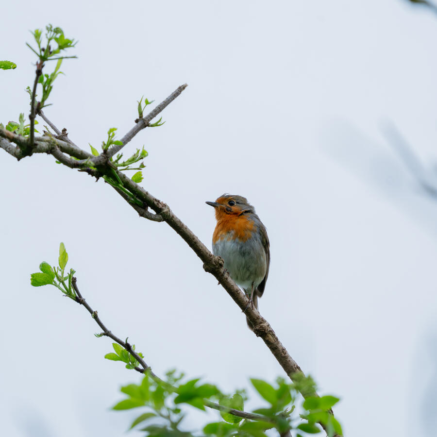 Maidenhead, Sony A7RII & Tamron 70-300mm