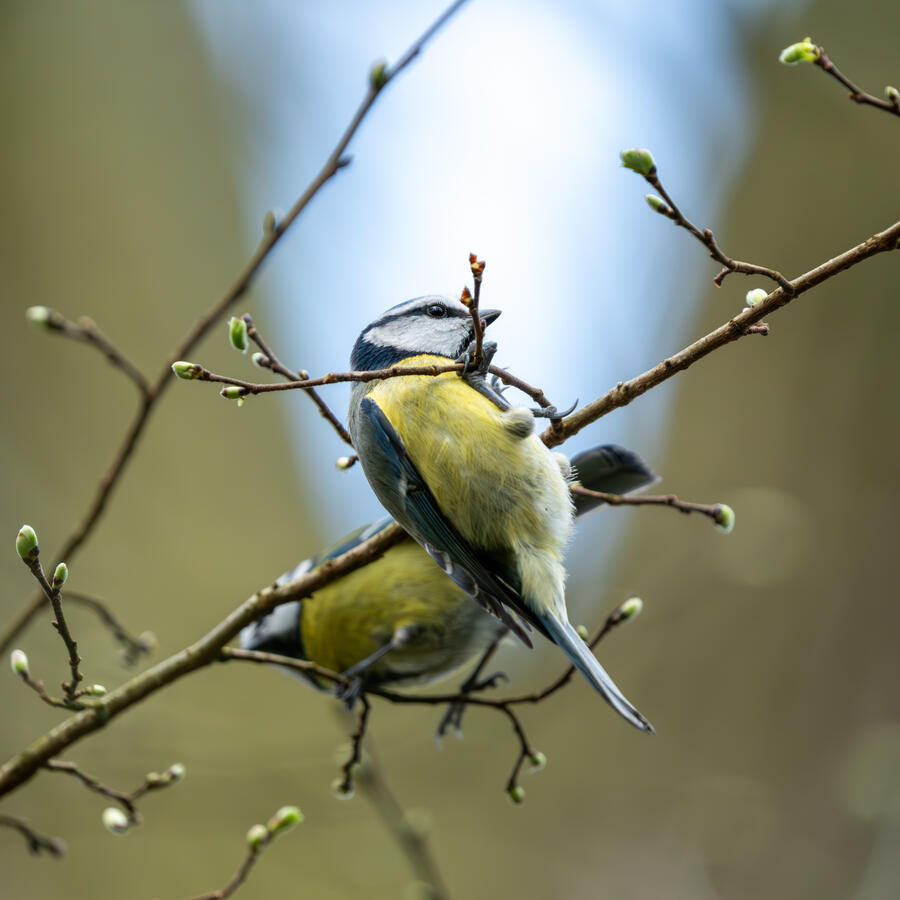 Maidenhead, Sony A7RII & Sony 200-600mm GM