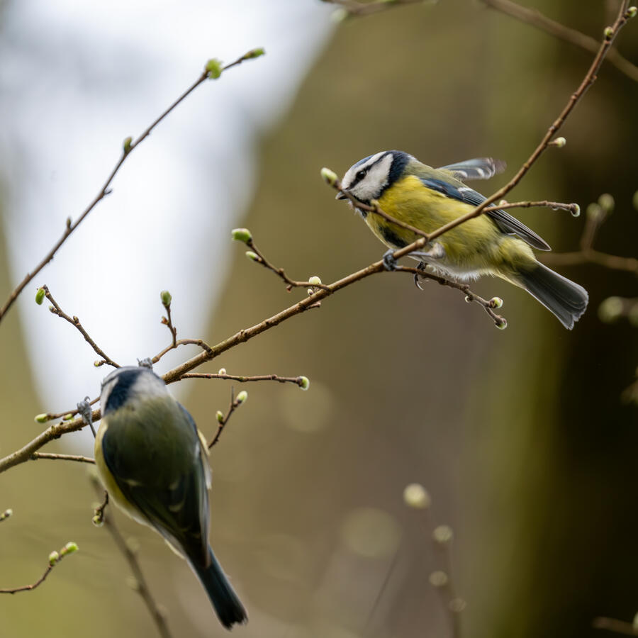 Maidenhead, Sony A7RII & Sony 200-600mm GM