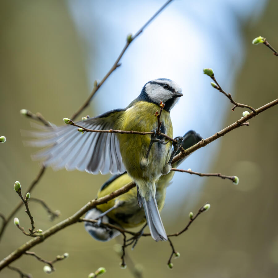 Maidenhead, Sony A7RII & Sony 200-600mm GM