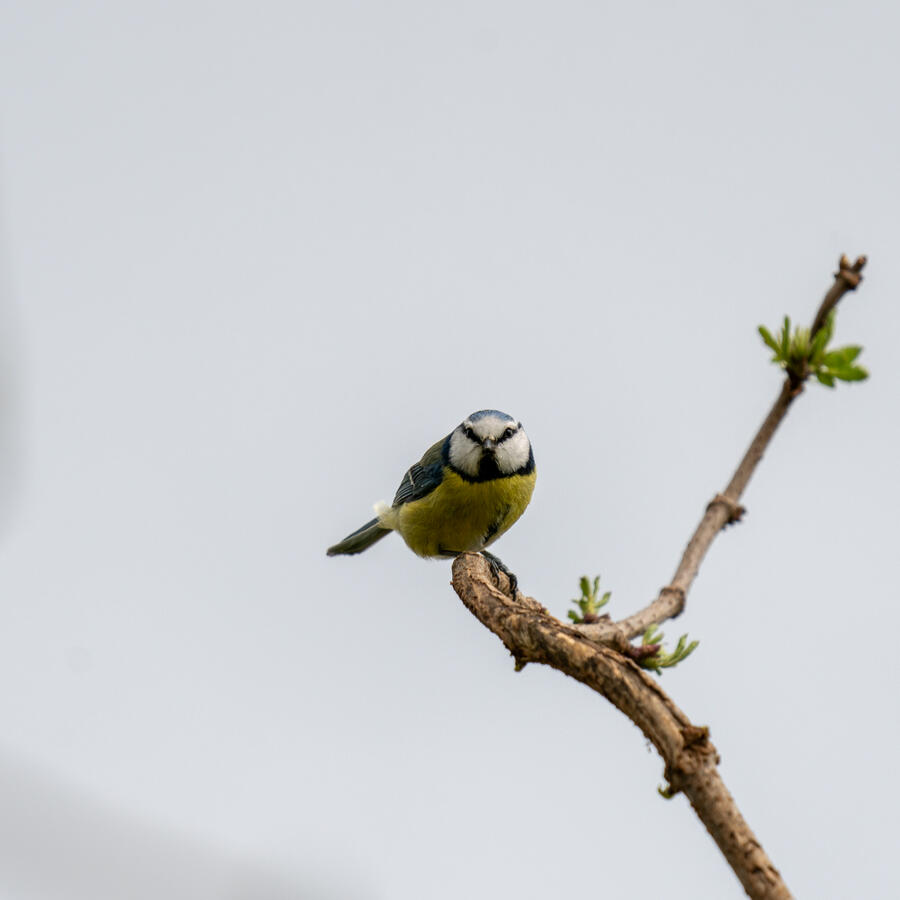 Maidenhead, Sony A7RII &amp; Sony 200-600mm GM