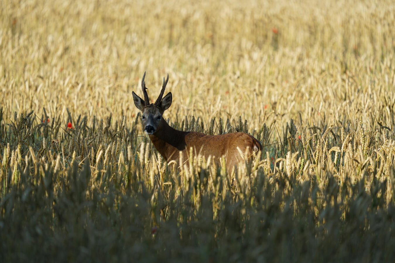 Maidenhead, Sony A7RII &amp; Sony 200-600mm GM