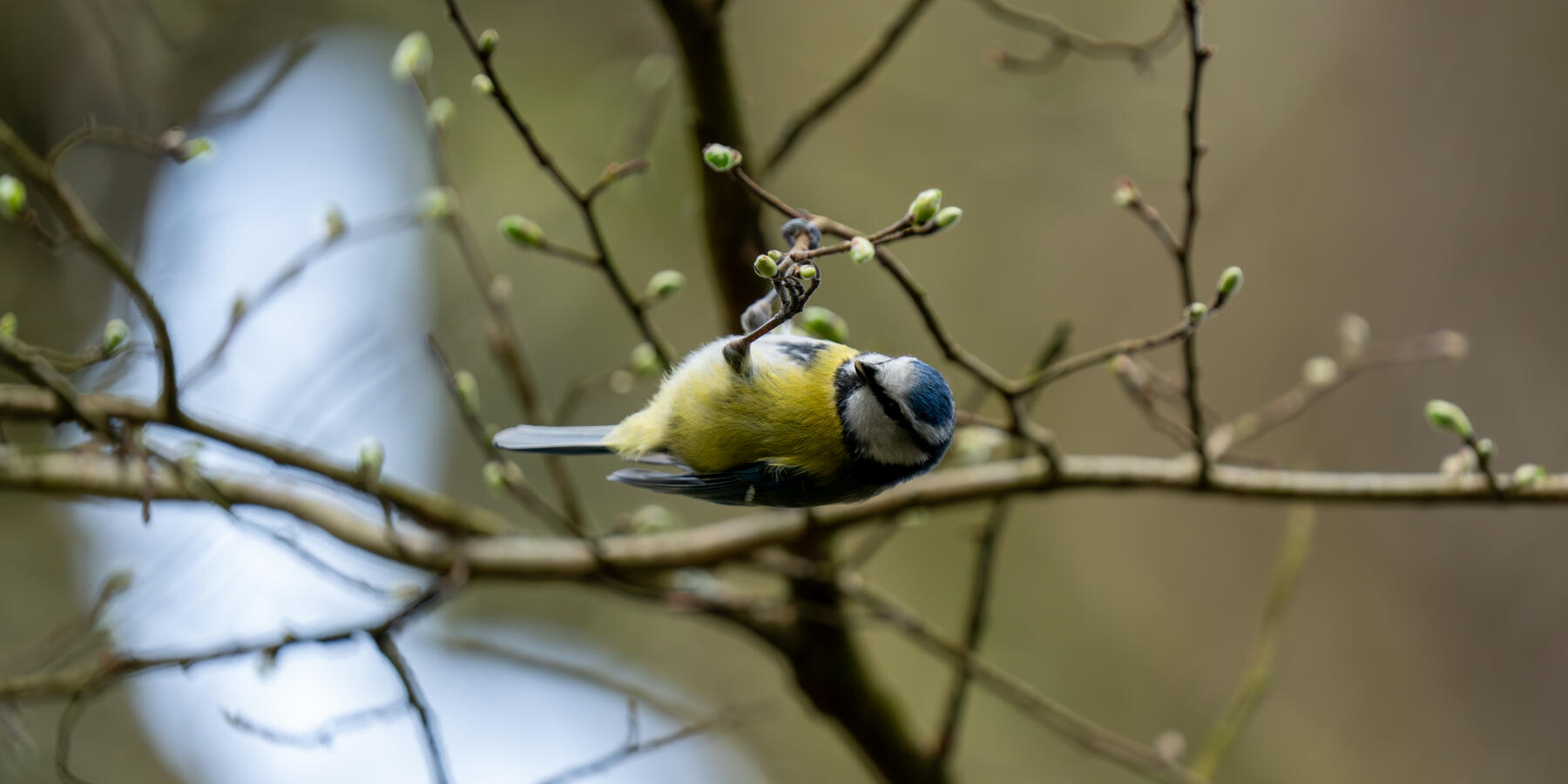 Maidenhead, Sony A7RII & Sony 200-600mm GM