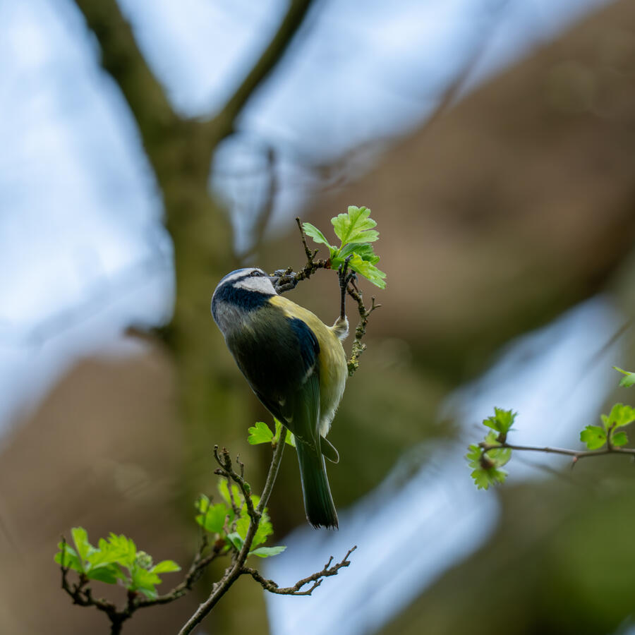 Maidenhead, Sony A7RII & Sony 200-600mm GM
