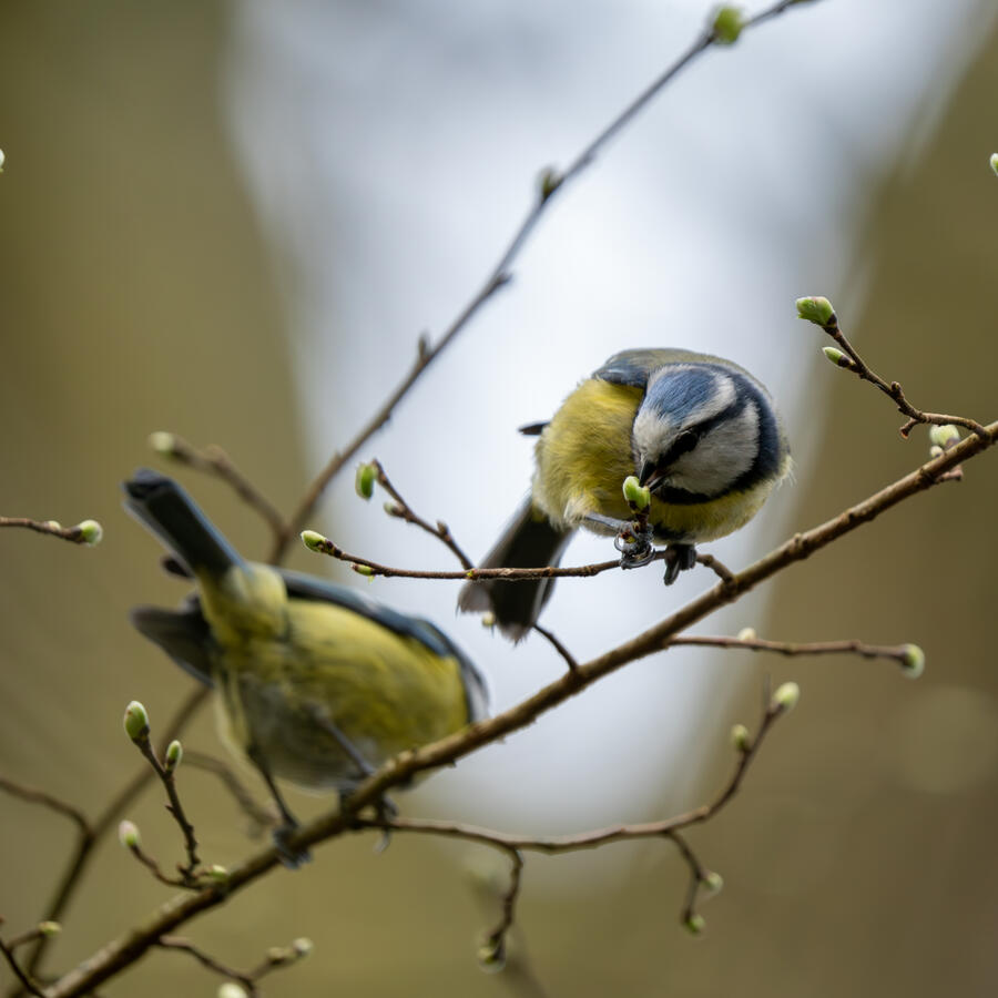 Maidenhead, Sony A7RII &amp; Sony 200-600mm GM