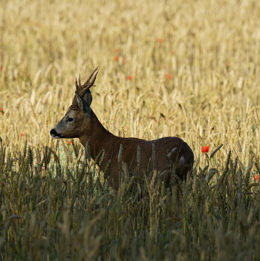 Maidenhead, Sony A7RII & Sony 200-600mm GM