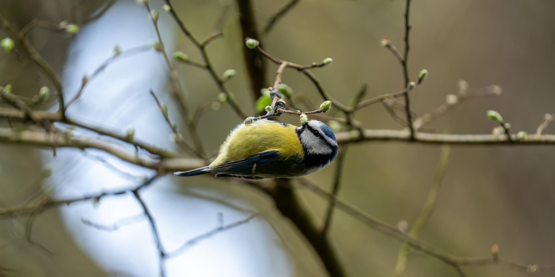 Maidenhead, Sony A7RII &amp; Sony 200-600mm GM