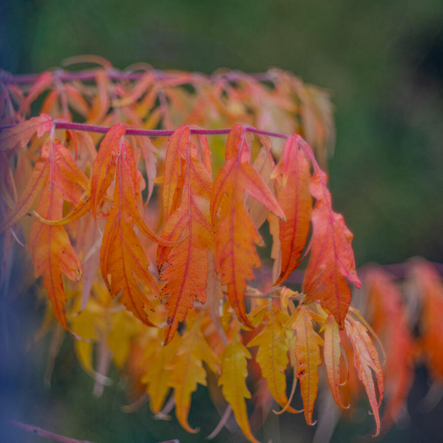 Langley, Fujifilm X-Pro I &amp; Mir-I 37mm