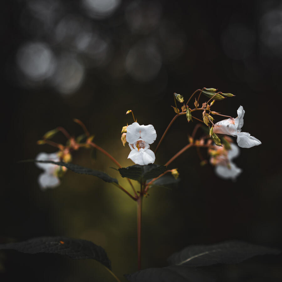 Maidenhead, Sony A7RII & Sony 85mm GM