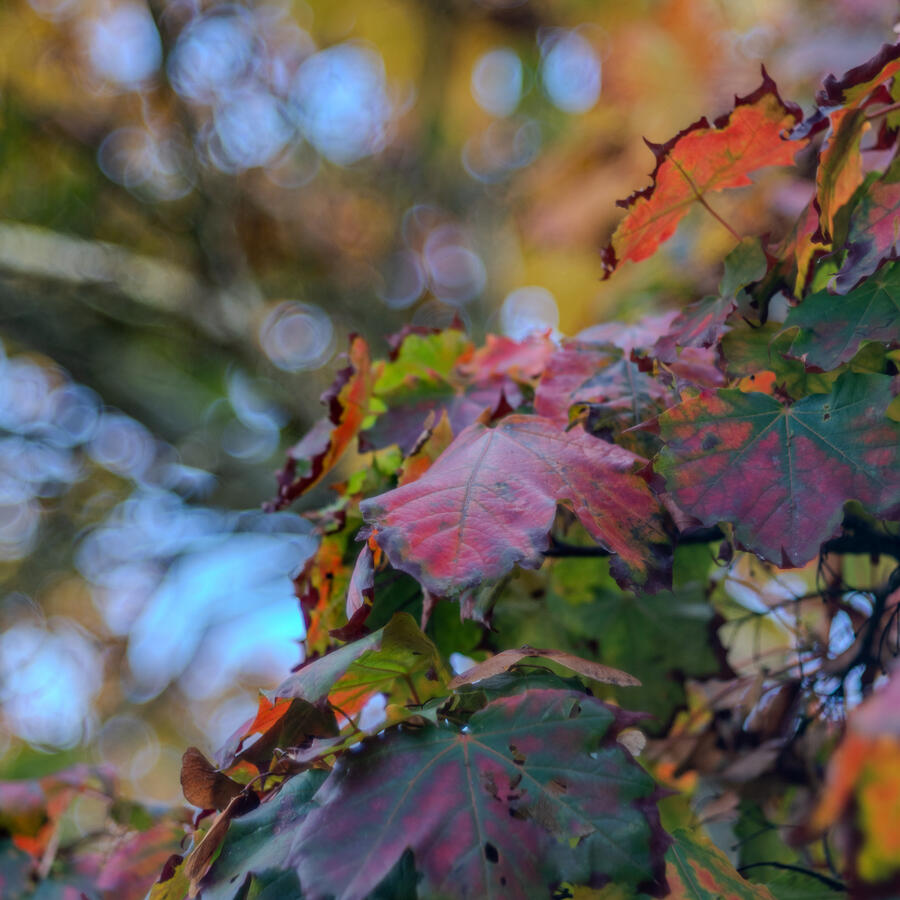 Langley, Fujifilm X-Pro I &amp; Mir-I 37mm