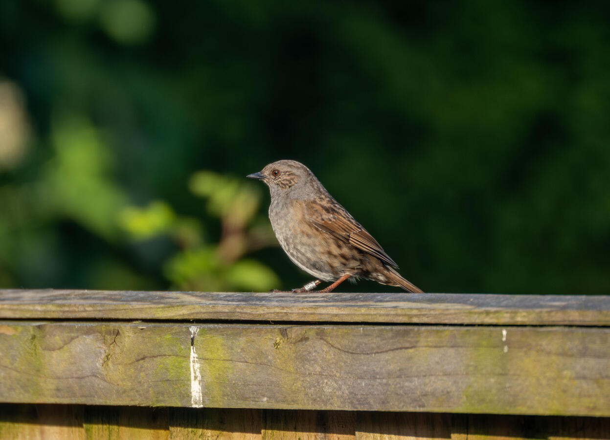 Lancashire, Sony ZV-E10 &amp; Tamron 70-300mm