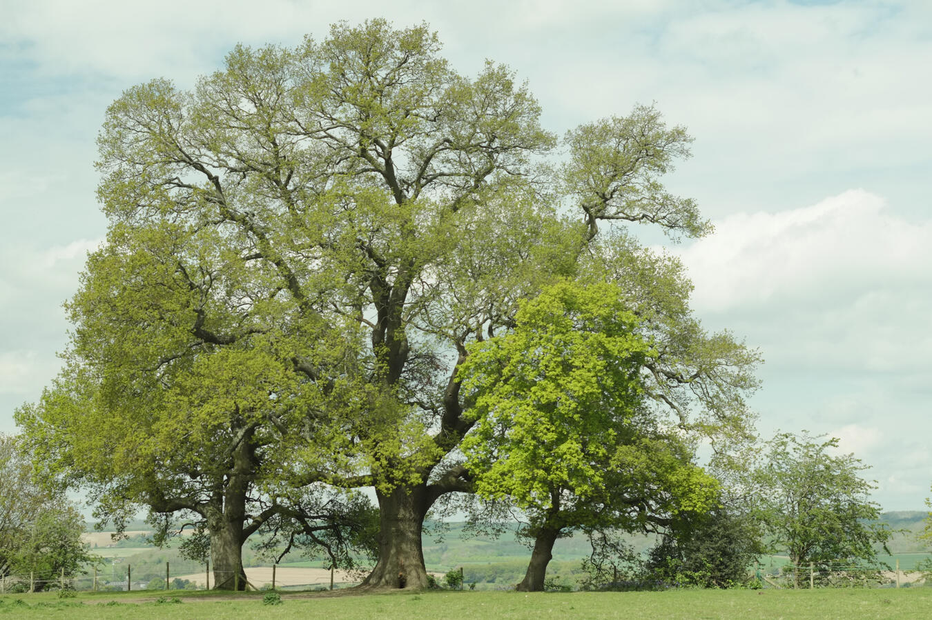Marlow, Fujifilm X-Pro I & Super Takumar 55mm